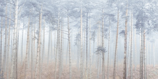 Pine Forest Serenity