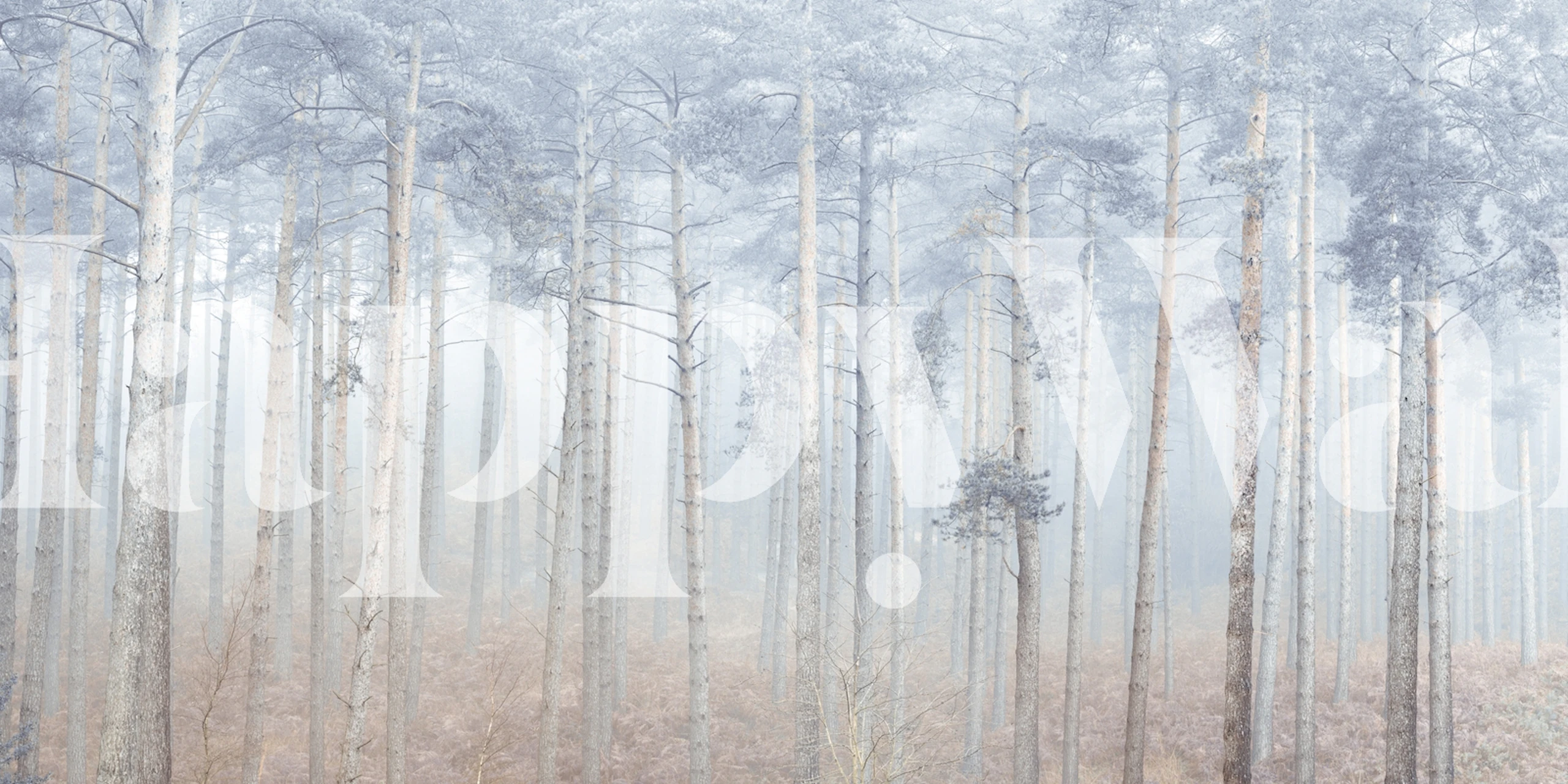 Pine forest wallpaper in a room