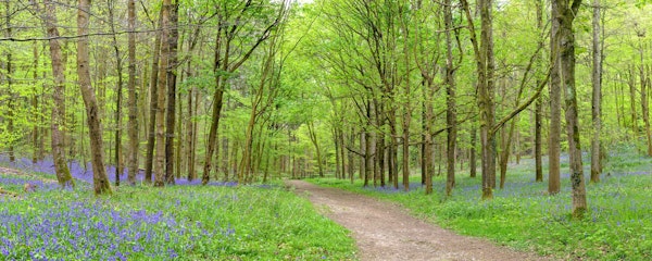 A Journey Amongst Bluebells