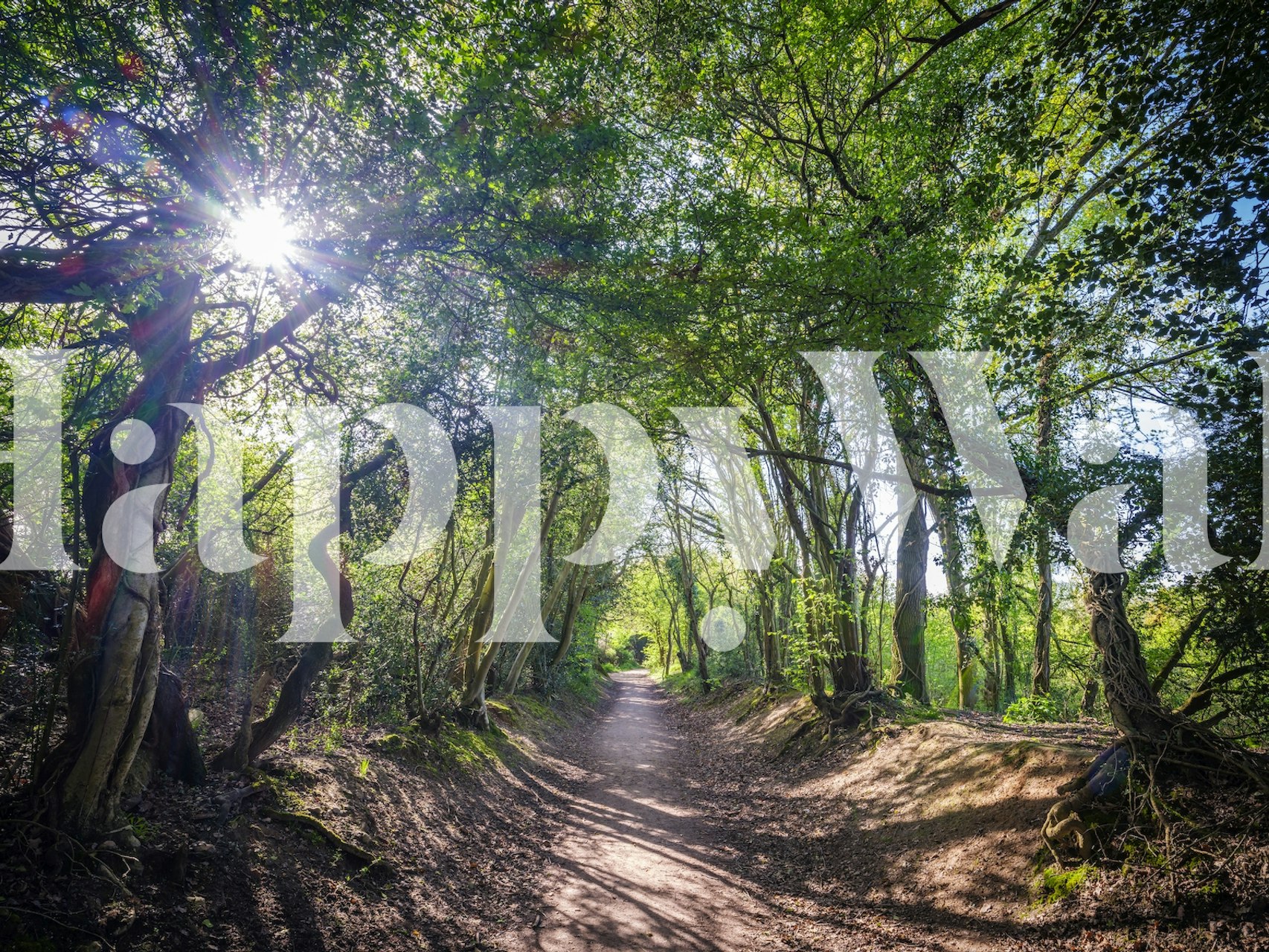 Wallpaper of a bright forest path