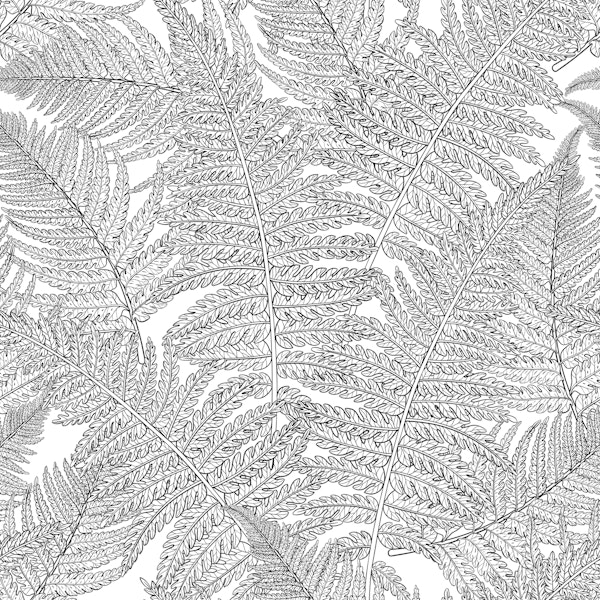 Fern in black and white
