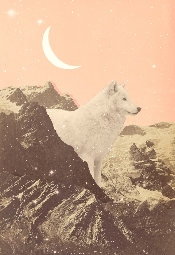 Giant White Wolf in Mountains