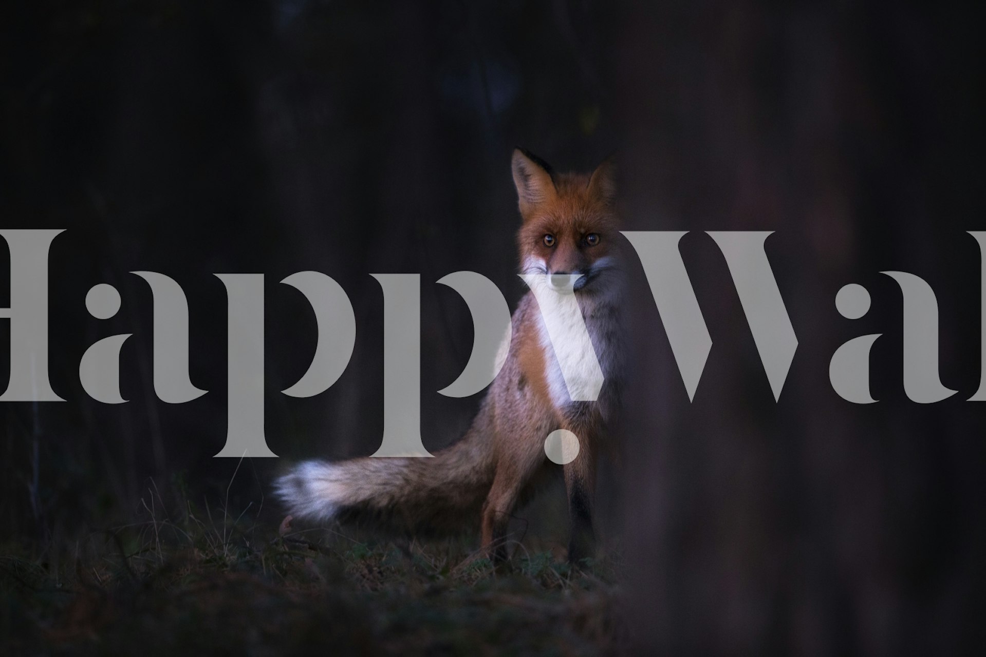 A mysterious fox in a twilight forest wall mural