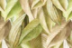 Golden Autumnal Foliage