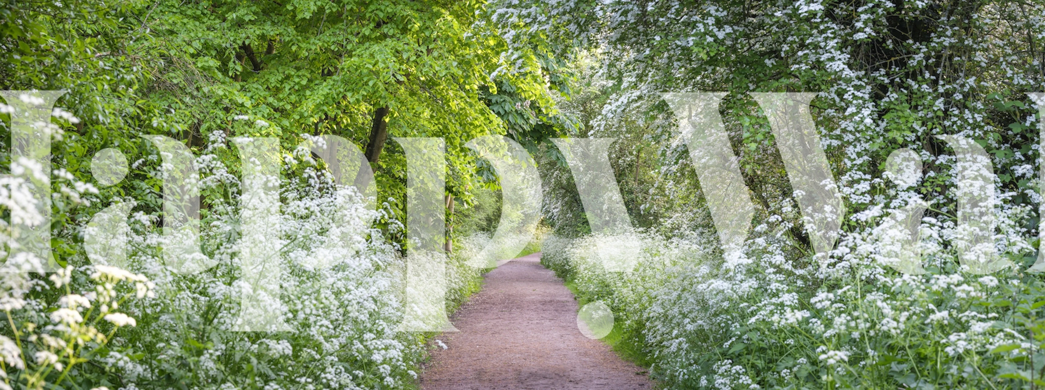 Pathway bordered by white flowers and lush greenery wallpaper