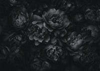 Opulent Flowers Black Grey papel de parede