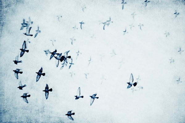 Birds in Flight Moody Blues