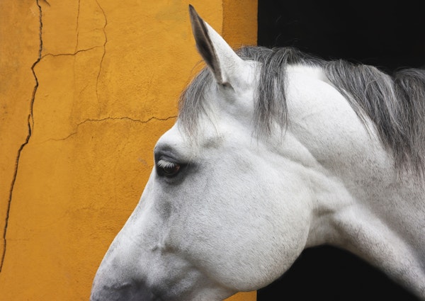 Horse White on Mustard Yellow
