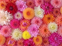 Blossom Medley ταπετσαρία