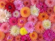 Blossom Medley