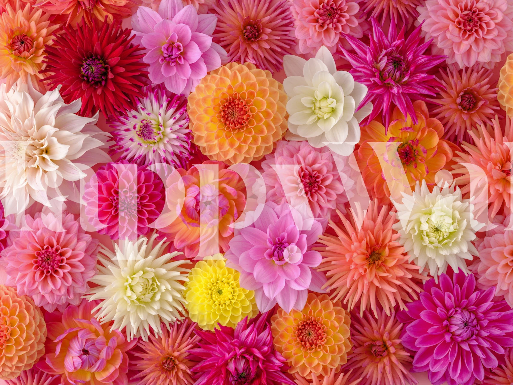 Colorful floral wall mural with a medley of blossoms in pinks and whites