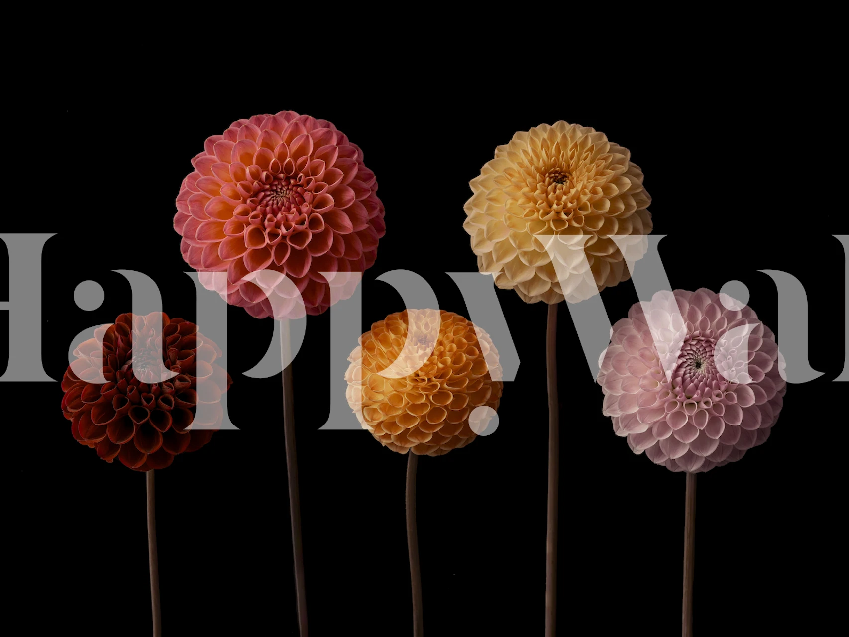 Colorful dahlia flowers in pink, yellow, and orange on black wallpaper