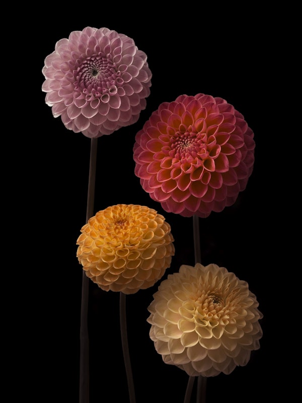 Dahlias in Harmony
