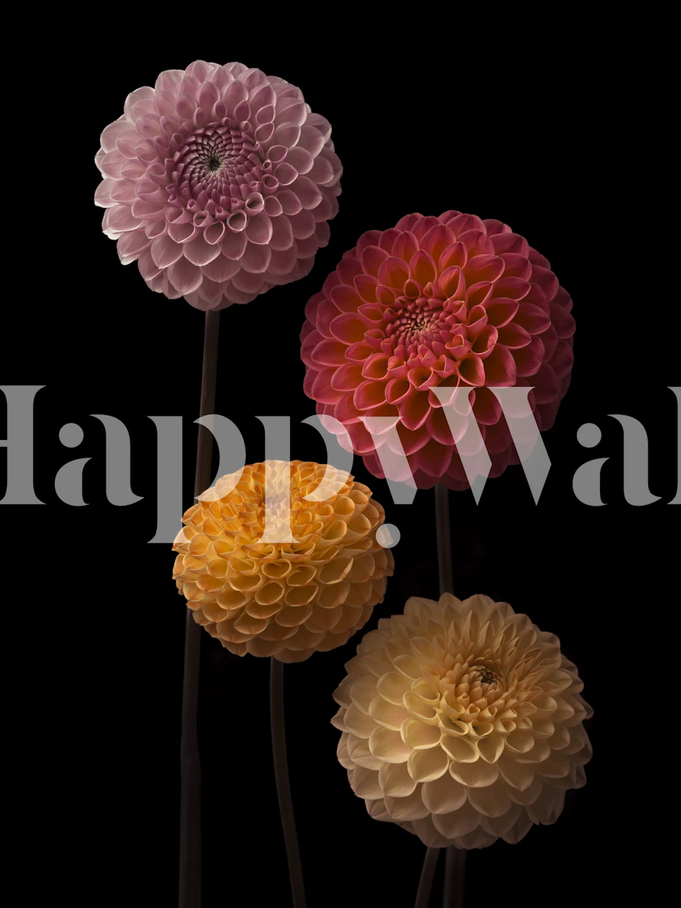 Blomster papir med Dahlias in Harmony i myke farger.