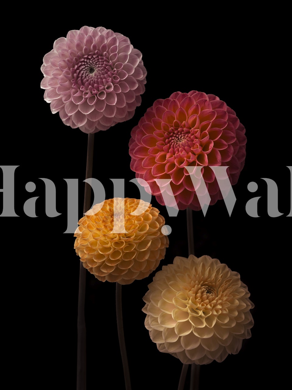 Bloemenbehang met Dahlias in Harmony in zachte kleuren.