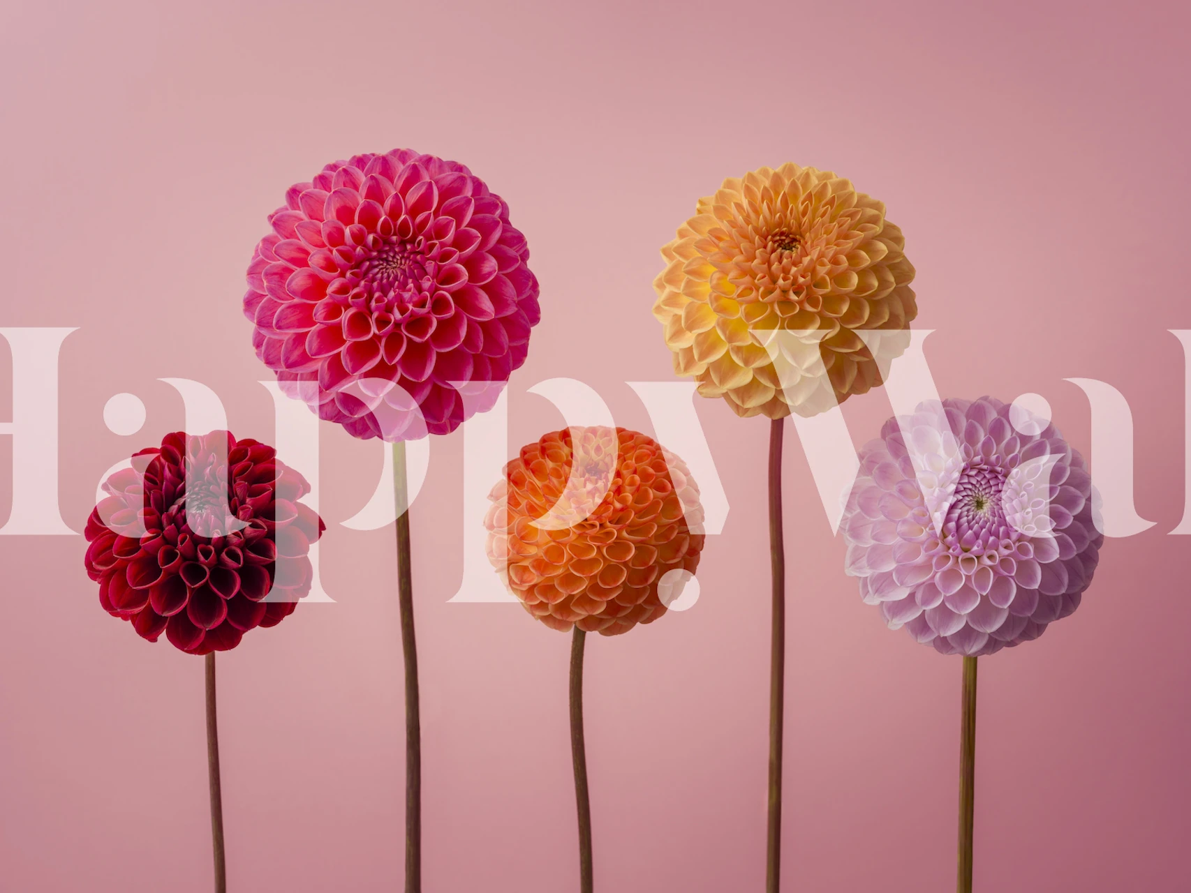 Tapeta z kwiatami Vibrant Dahlia w pokoju