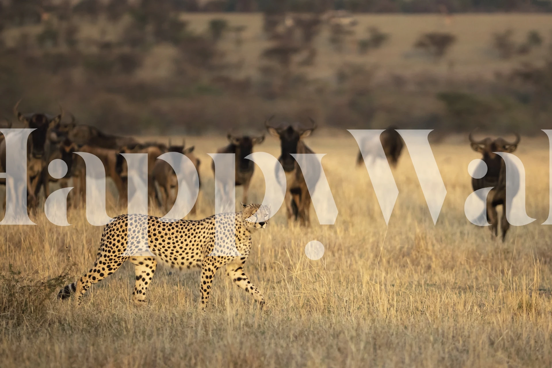 Cheetah in grassland with herd of wildebeests, animal wallpaper
