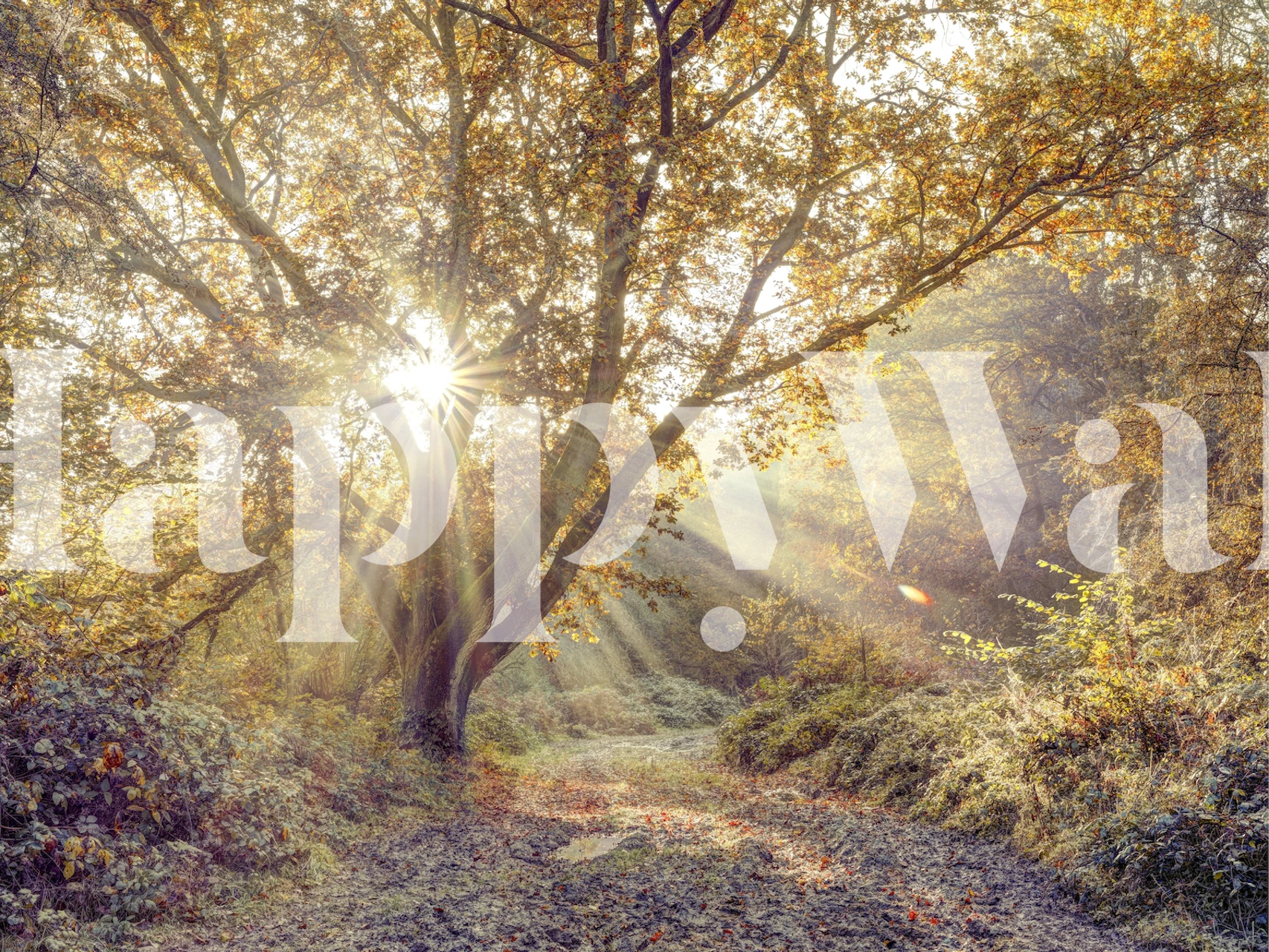 Sunlit forest path wall mural with trees and dappled light