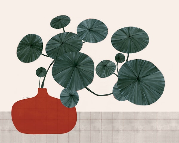 Stephonia Erecta plant