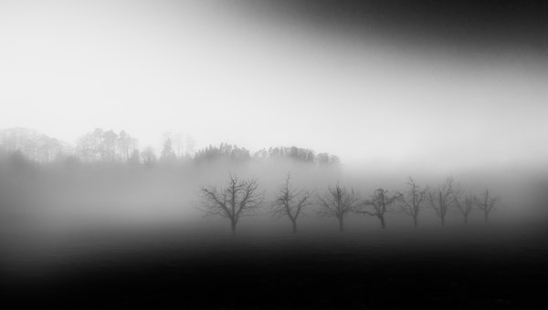 Eight trees in the mist