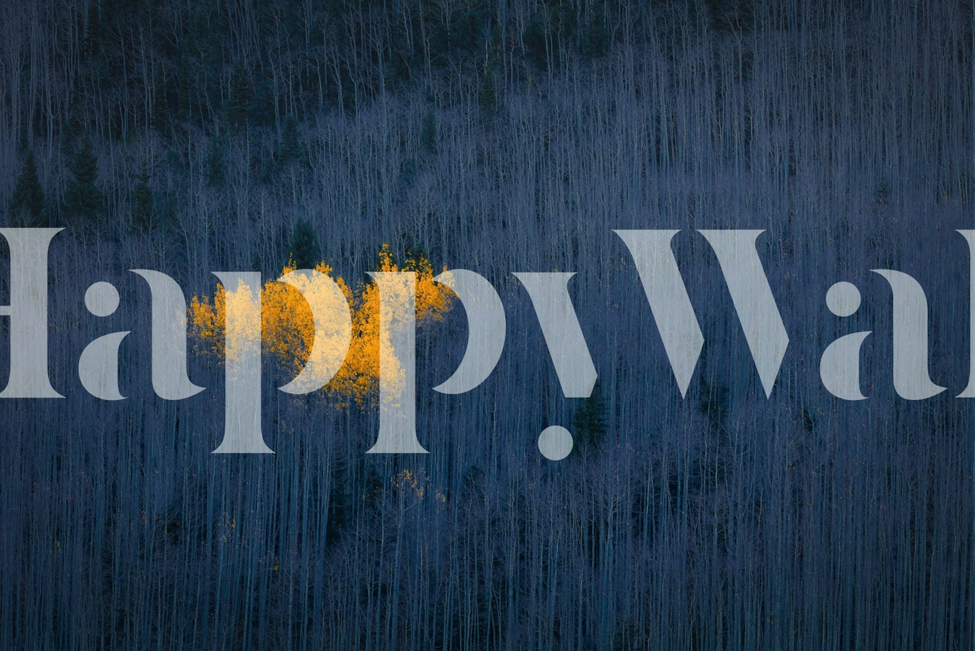 Golden aspen trees with dark blue background wallpaper