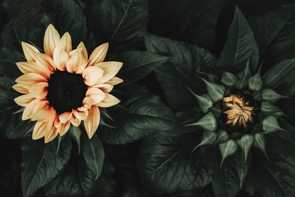 Flowers Dramatic Sunflowers