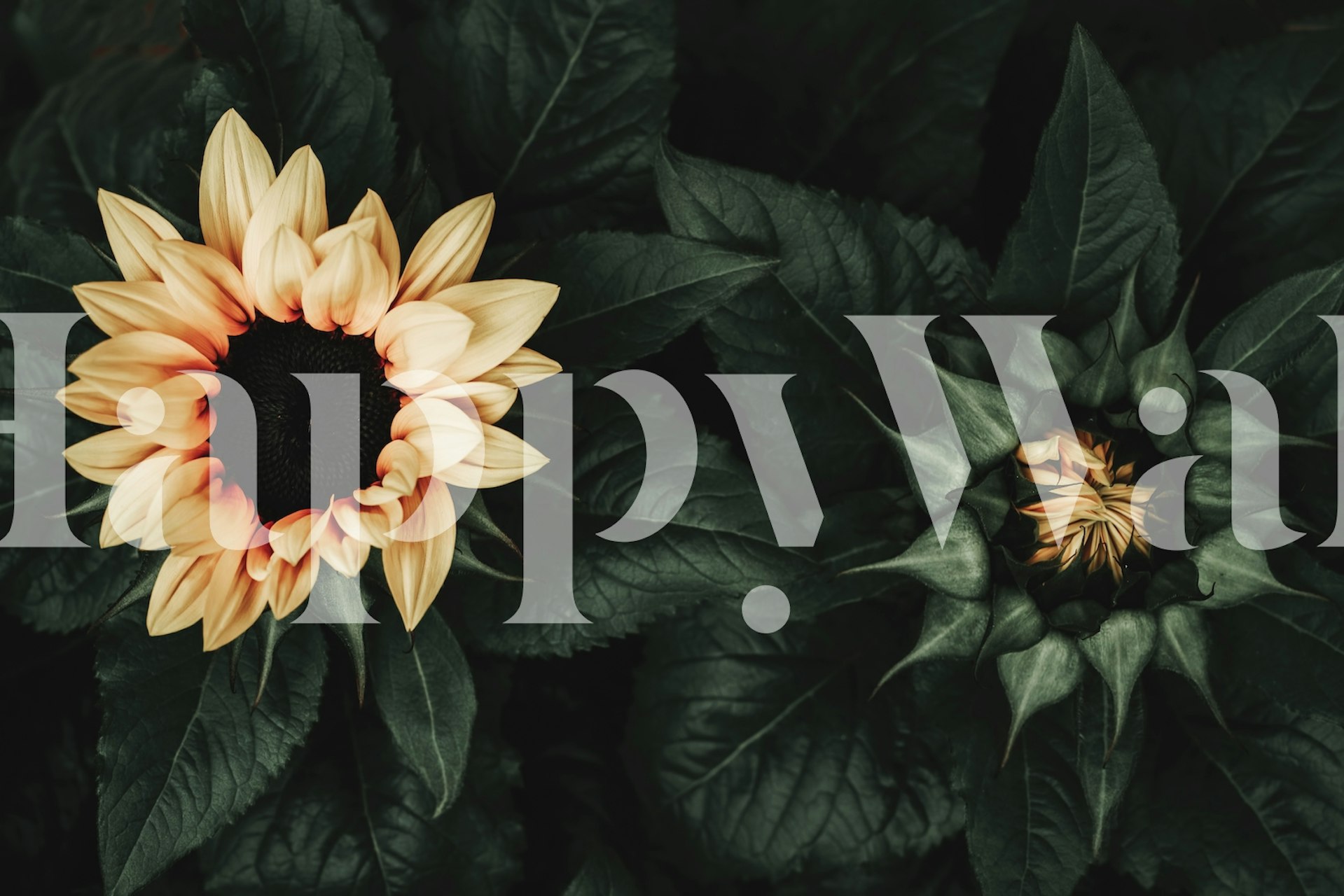 Ταπετσαρία Dramatic Sunflowers σε ένα δωμάτιο