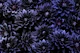 Blue Mystic Gothic Flower Night Garden