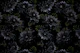 Black Mysterious Gothic Flower Night Garden