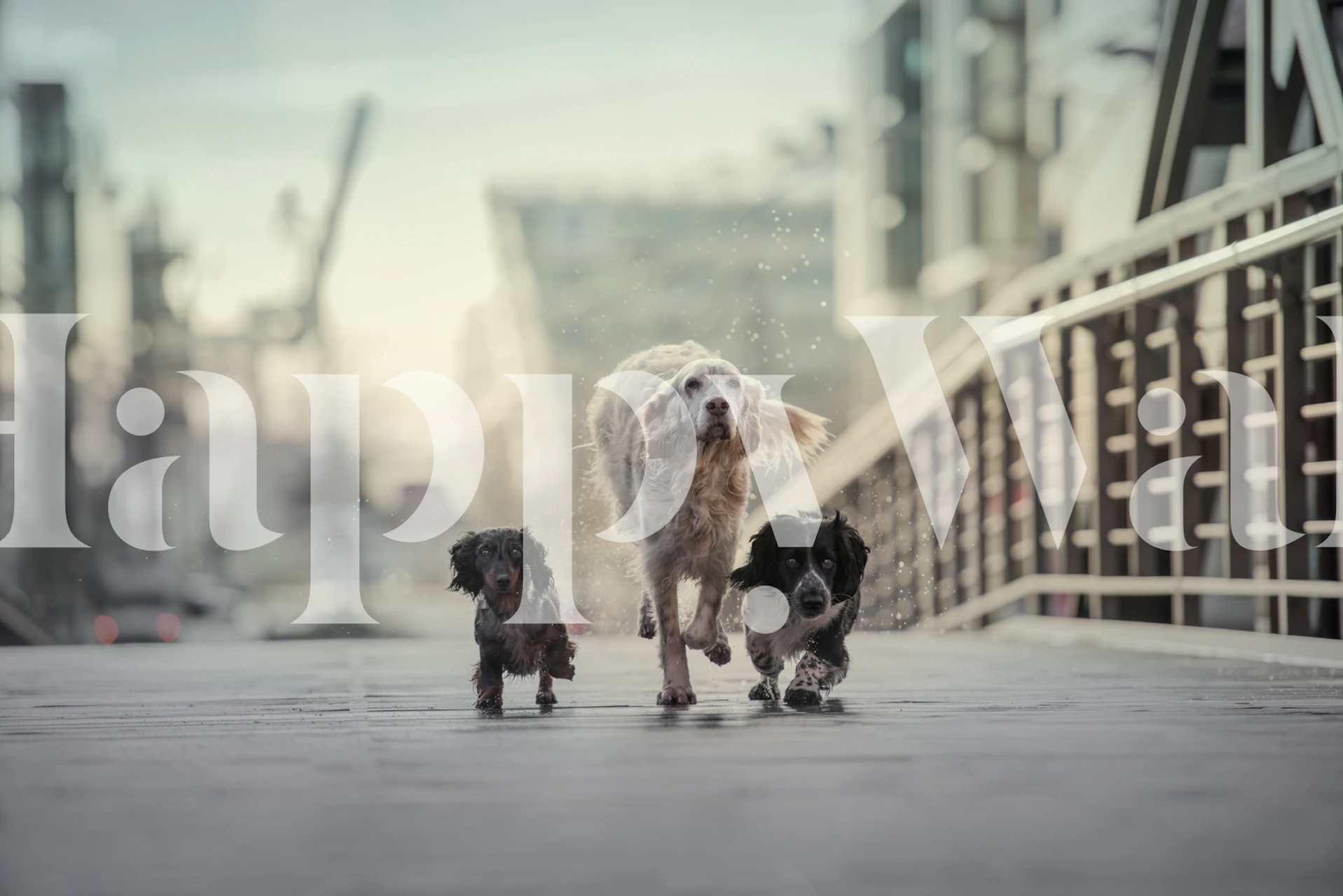 Colorful 1 2 3Go! wallpaper in a bright room