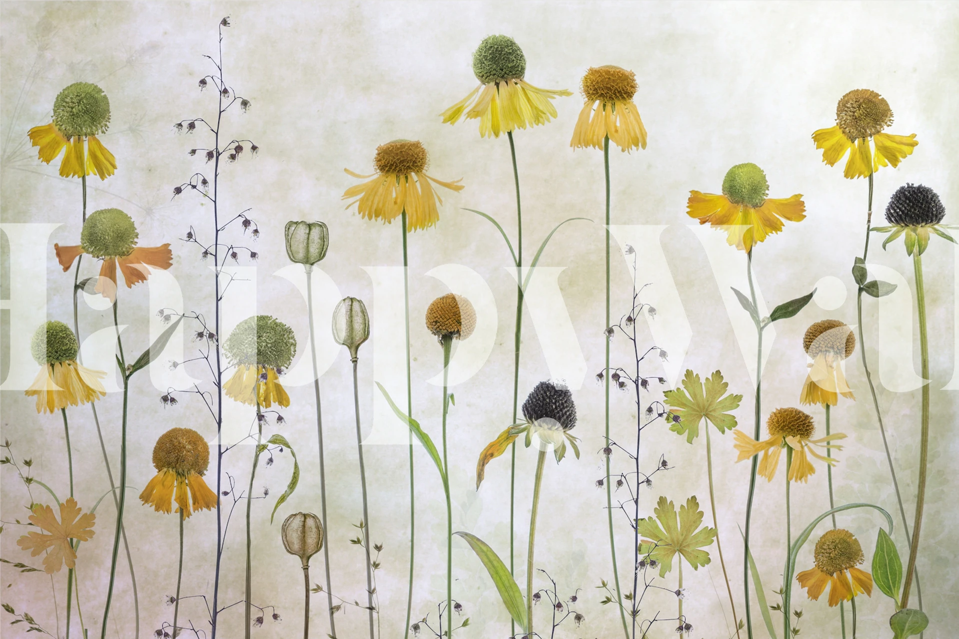 Helenium tapeta v pokoji