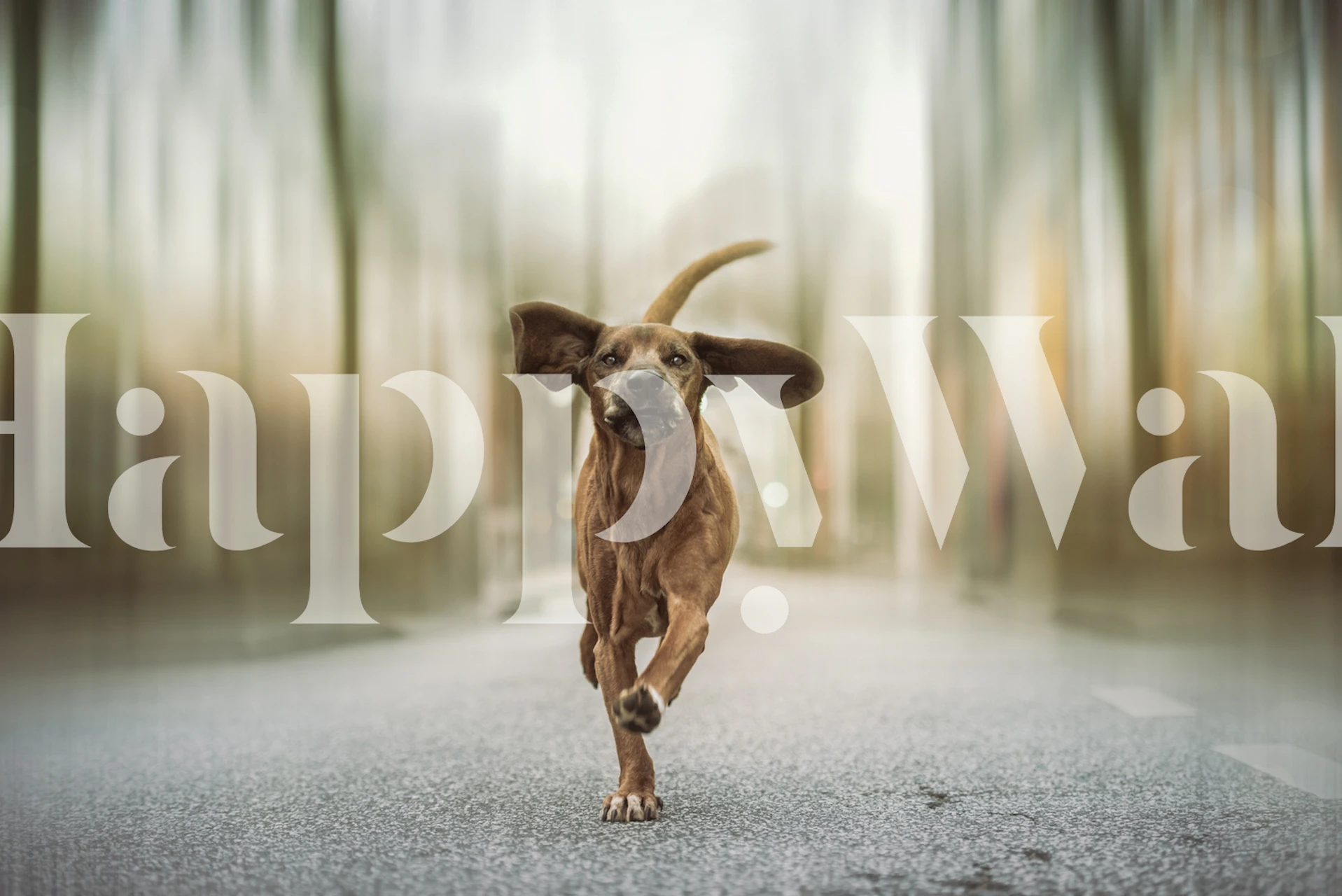 Dancing in the Streets papier peint dans une pièce