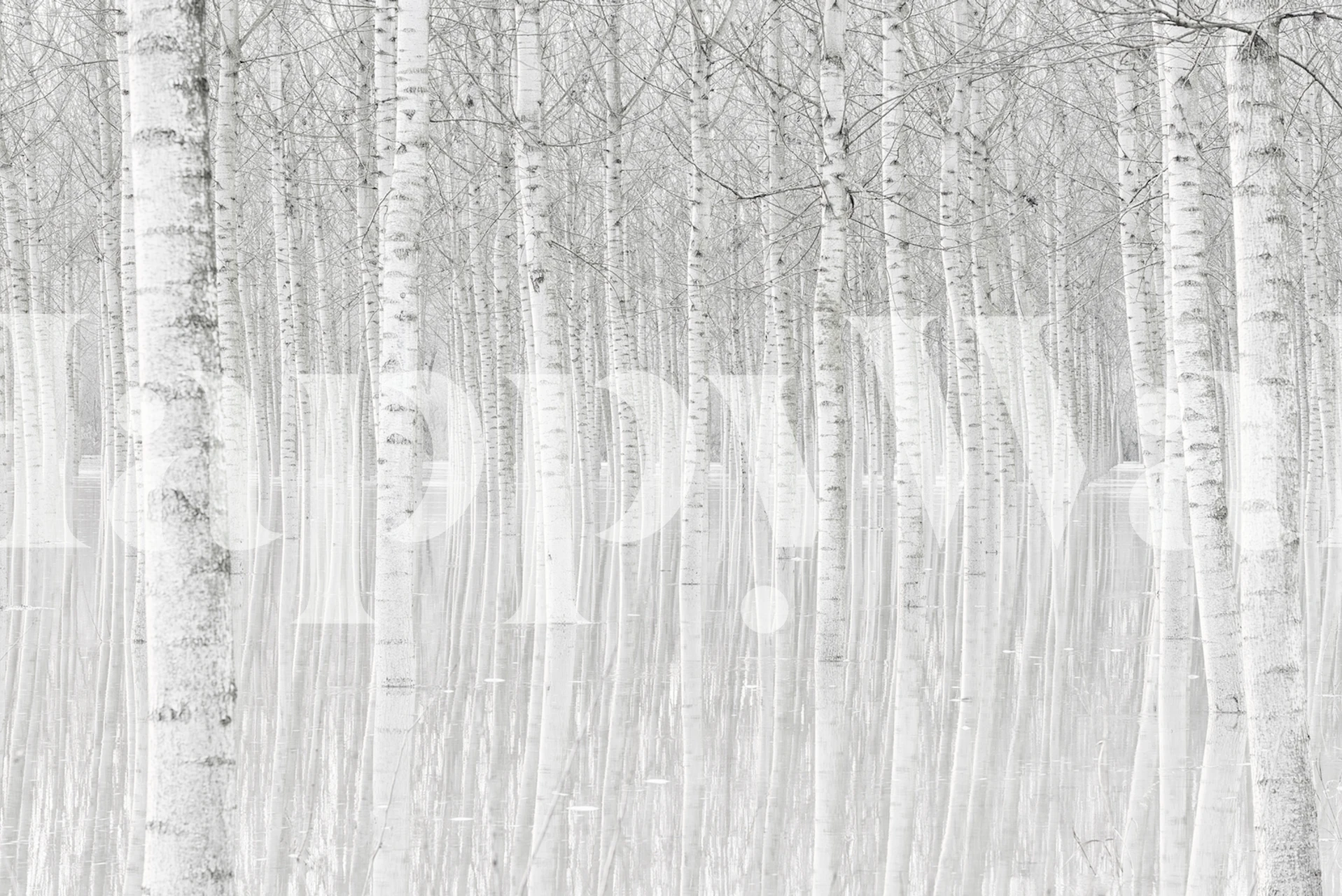 Trees wallpaper featured in a room