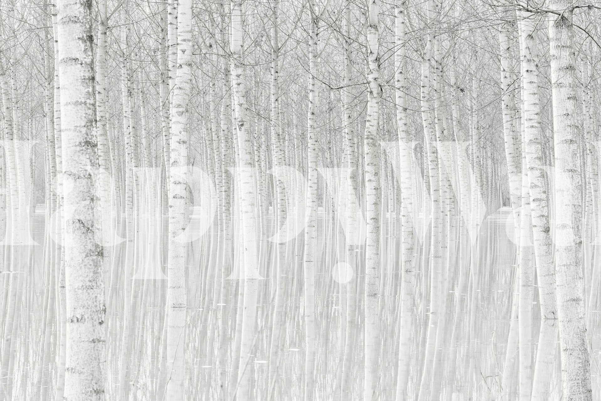 Papiers peints Trees dans une pièce