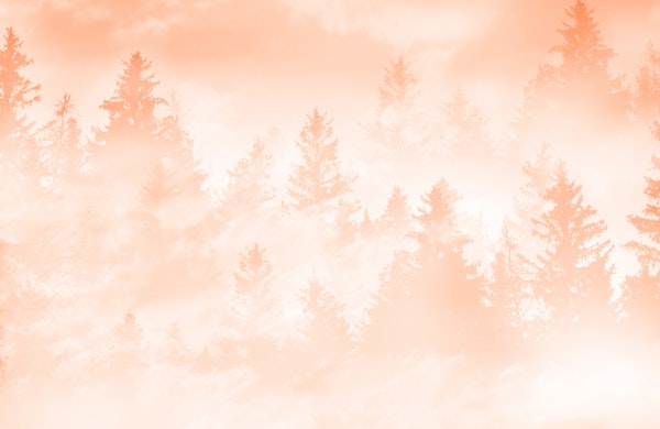 Peach Fuzz Forest Dream 1