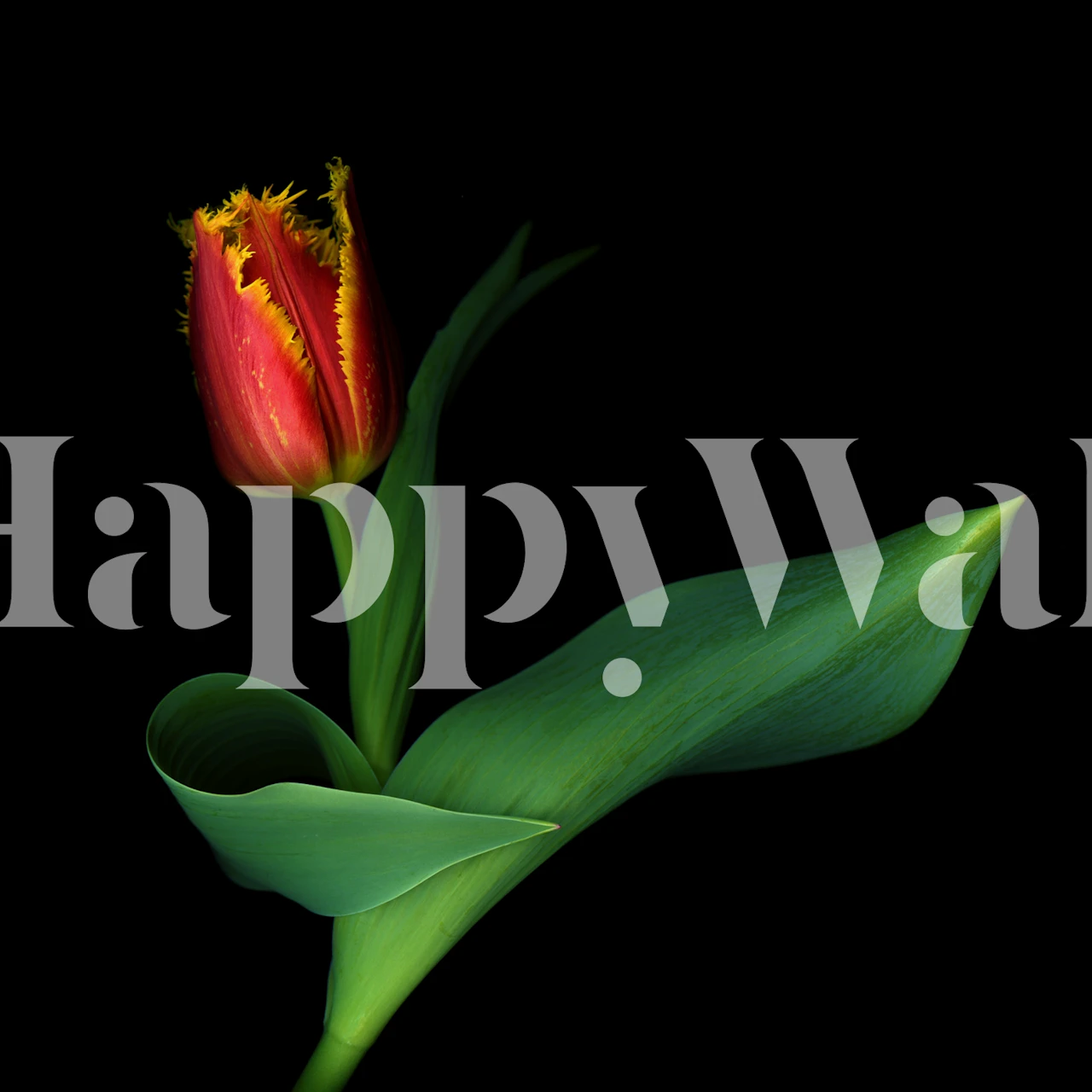 Floral wallpaper featuring a vibrant tulip