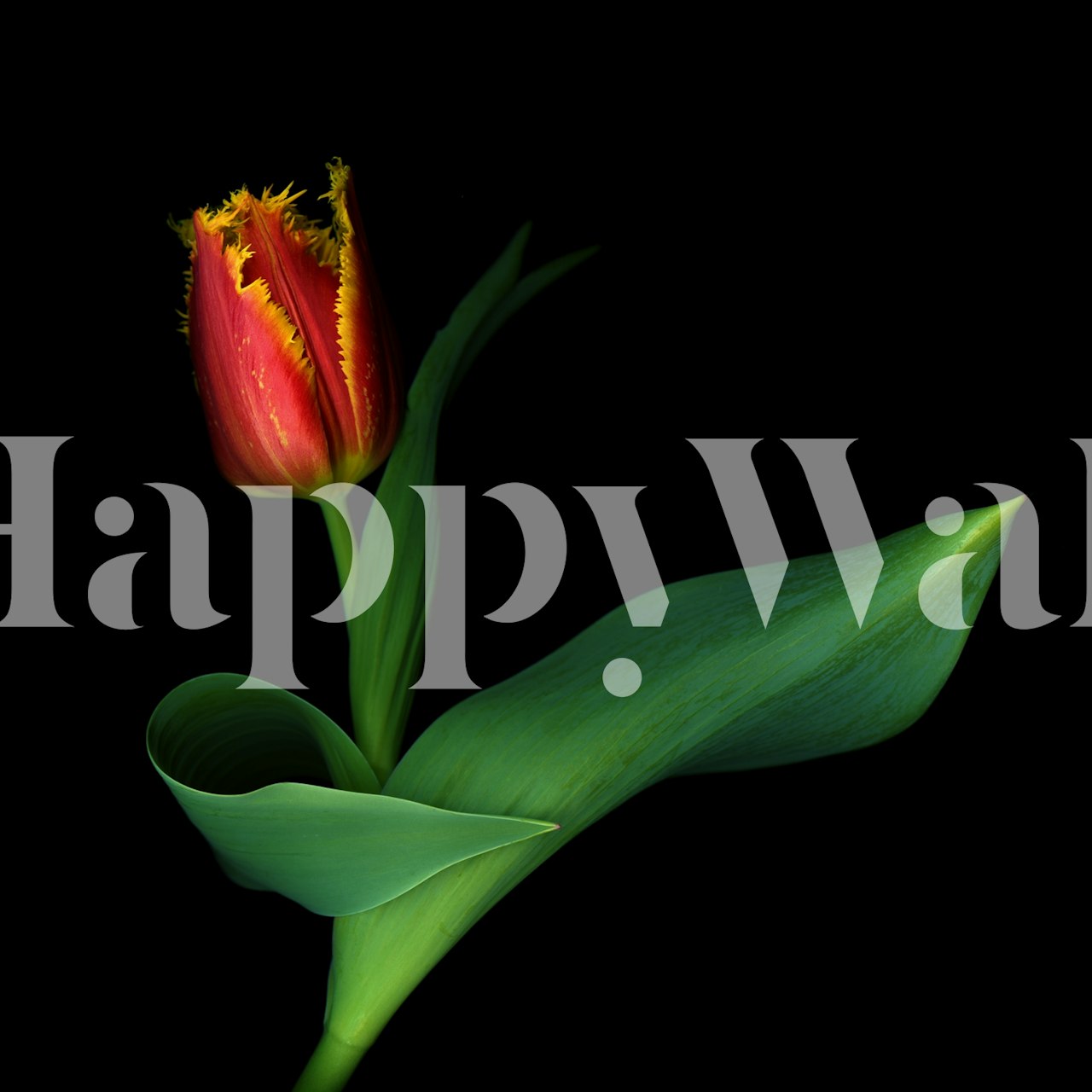 Floral wallpaper featuring a vibrant tulip