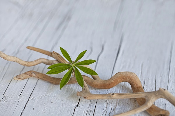 Zen Style Still Twig And Leaf