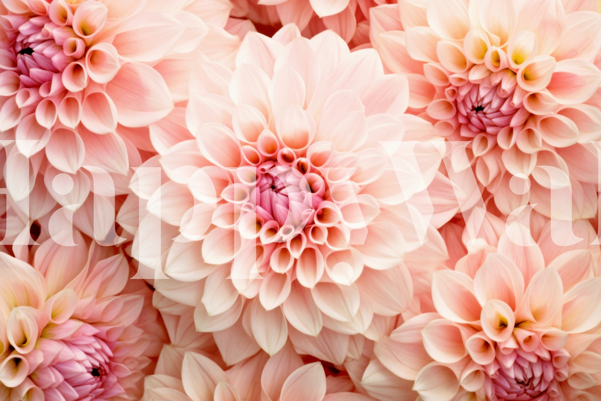 Peach floral design featuring layered petals in soft tones wallpaper