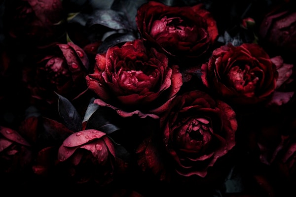 Opulent Moody Dark Burgundy Baroque Roses