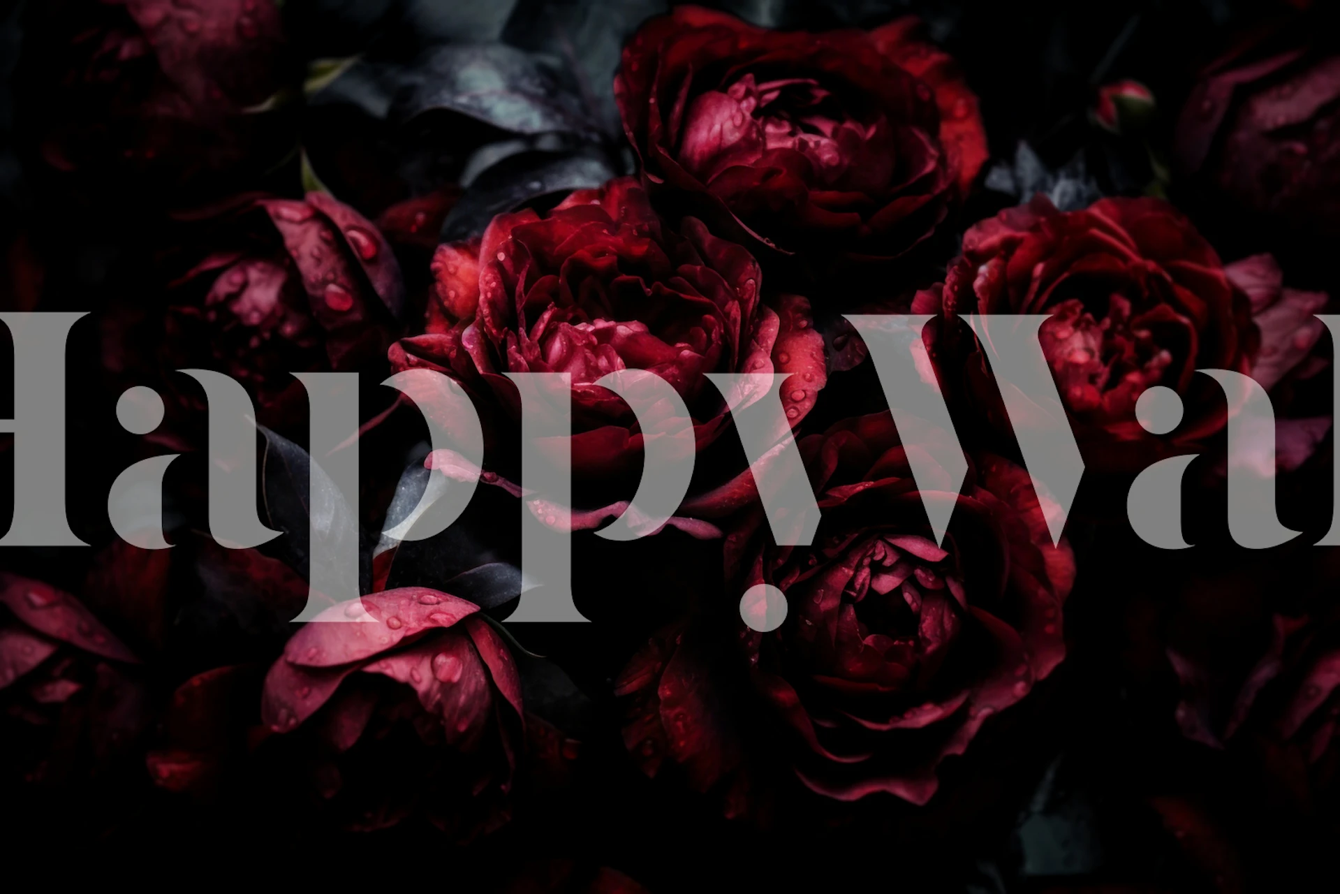 Dark burgundy roses on black background wallpaper