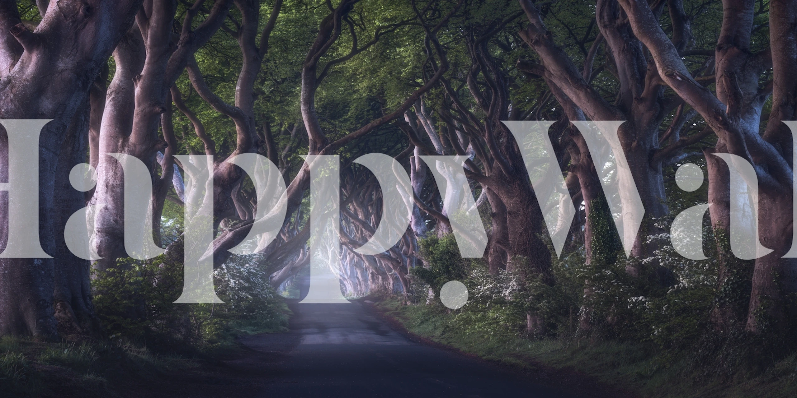 The Dark Hedges wallpaper in a room