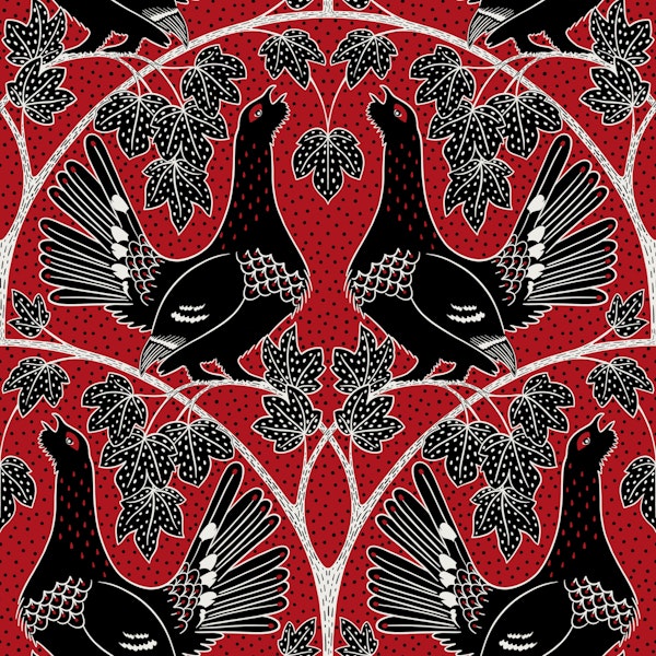 Capercaillie in the black forest red