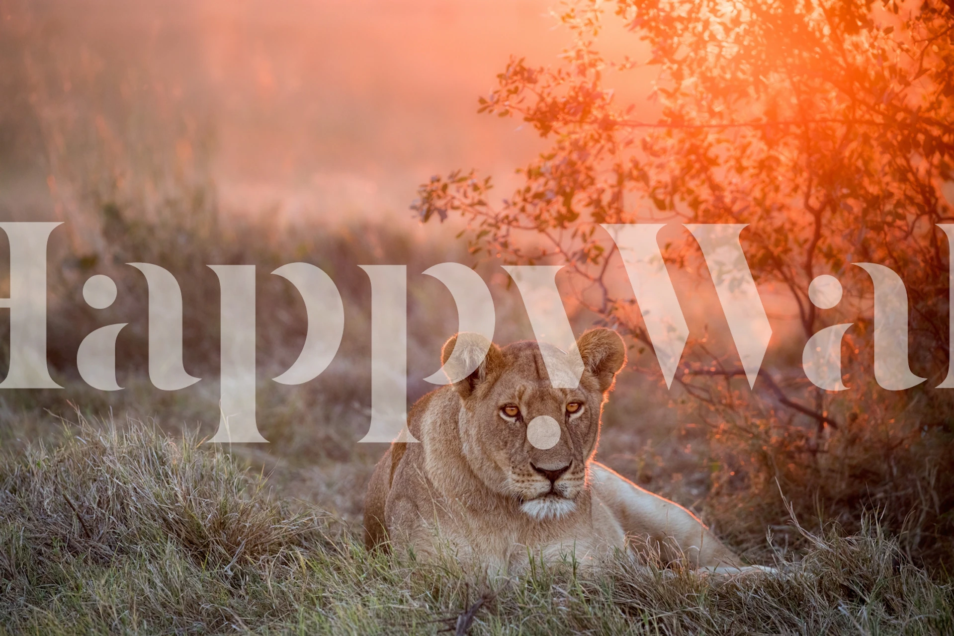 Papier peint Sunset Lioness dans une pièce