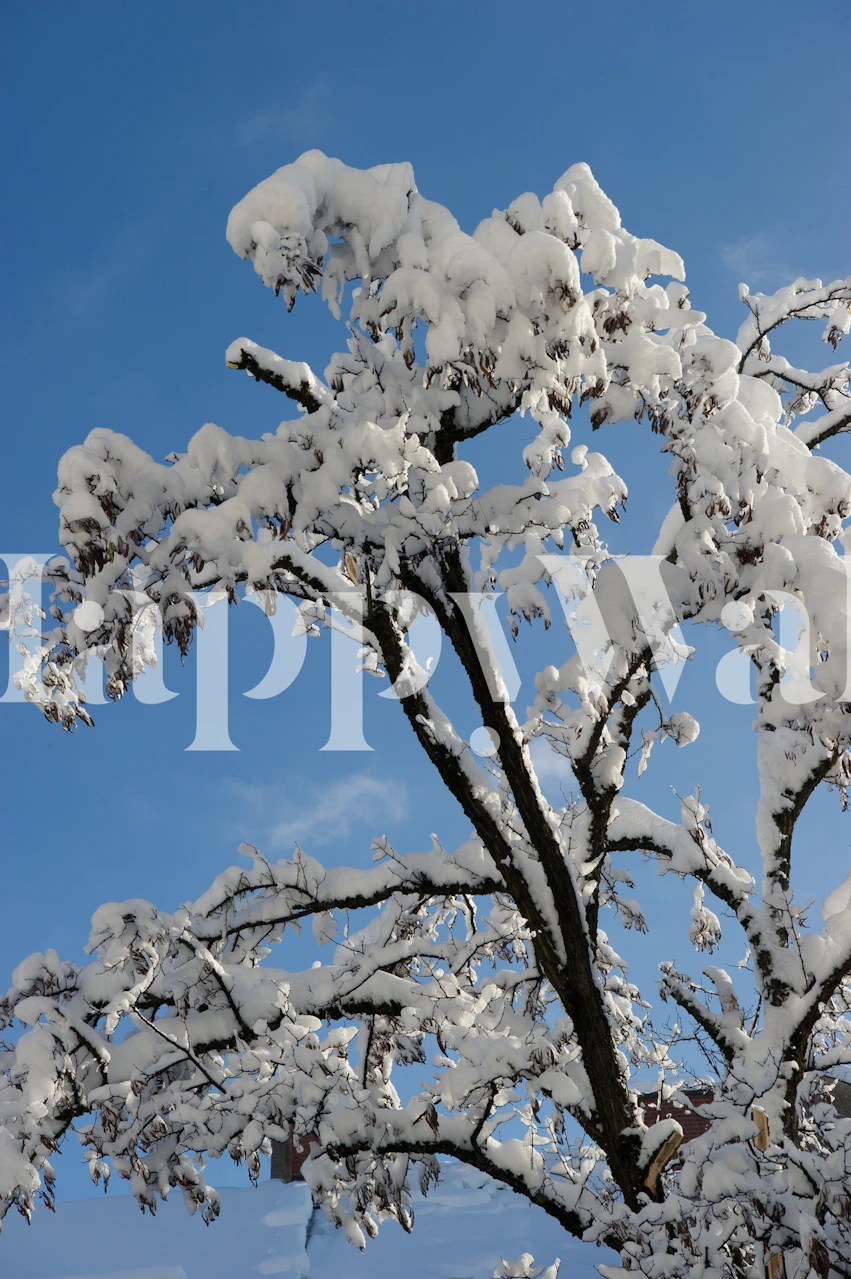 Snow-covered branches against a clear blue sky wall mural