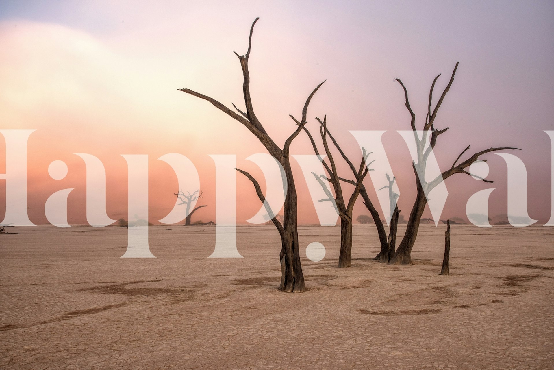 Fog in Deadvlei wall mural featuring camel thorn trees and misty sunrise