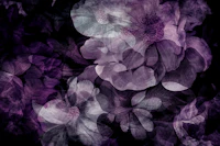 Moody Exotic Dream Bloom papiers peint
