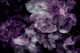 Moody Exotic Dream Bloom