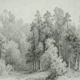 Enchanted Misty Woods