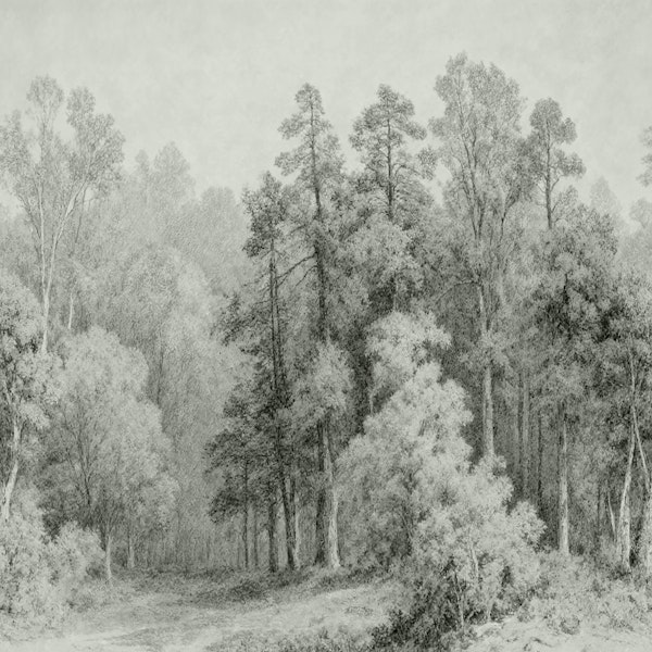 Enchanted Misty Woods